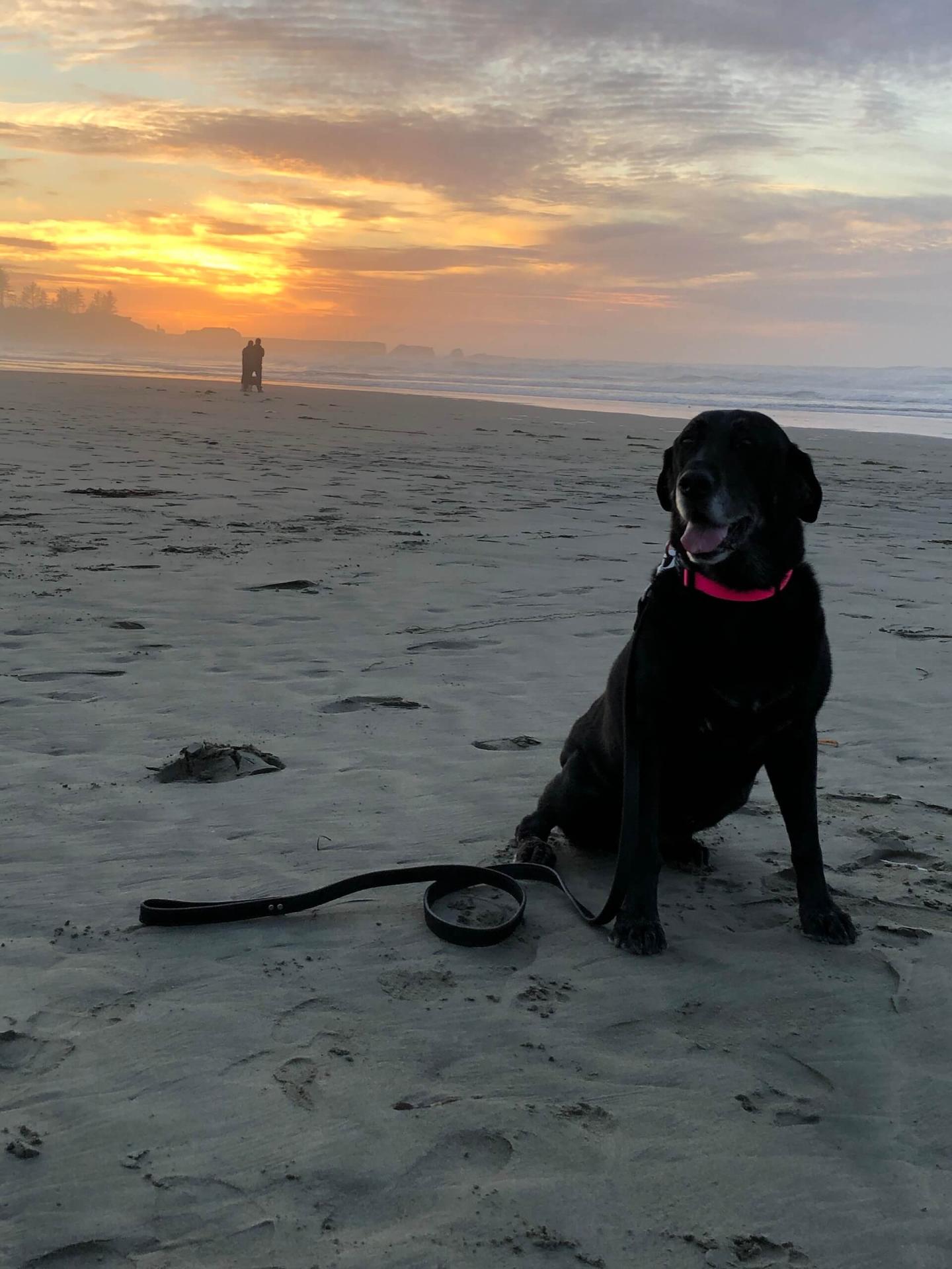 Veterinarian In Coos Bay