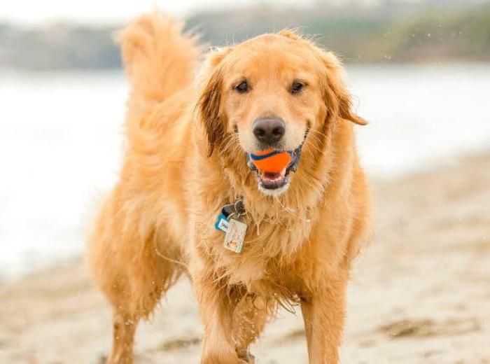 Avoiding Water, Sand, and Algae Risks that Can Put a Damper on Your Dog’s Summer Fun